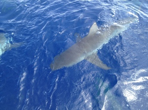 Hello Sharky! 